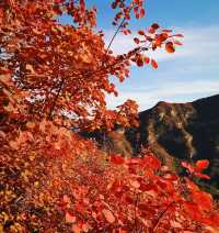 北京周邊楓葉。