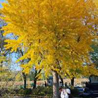Summer Palace Autumn Stroll
