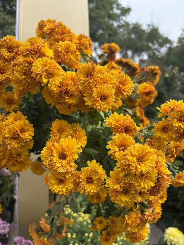 秋天和菊花很配哦。