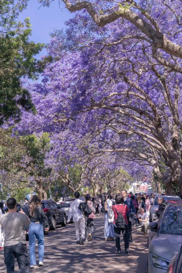 Sydney Kirribilli Jacaranda Walking Route