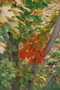 11月20日實拍上海這裡的楓葉已經紅啦。