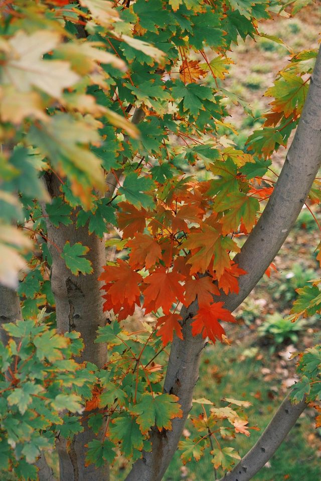 11月20日實拍上海這裡的楓葉已經紅啦。