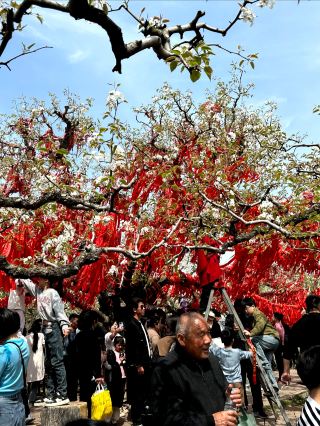 Today, I want to share the legendary 100-year-old Dangshan Pear Tree King with you!