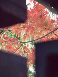 錯過這一年，上海古樹公園001號古銀杏黃。
