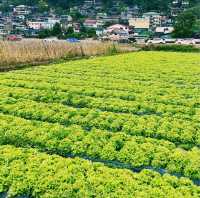 菲律賓避暑勝地：三天玩轉碧瑤，一鍵解鎖清涼
