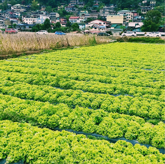 菲律賓避暑勝地：三天玩轉碧瑤，一鍵解鎖清涼