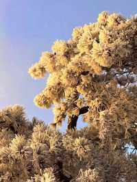 杭州牽牛崗徒步 霧凇 雪 雲海