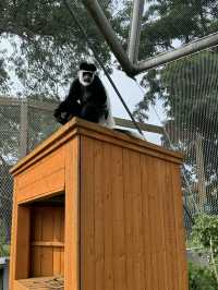 A Visit to London Zoo