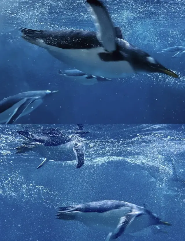 舟山長喬海洋公園