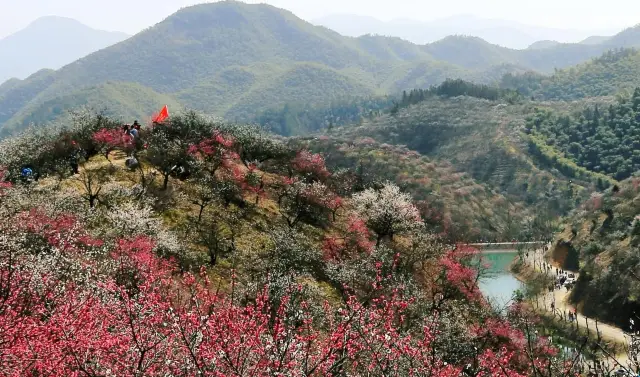 항저우 인근 매화 구경 명소, 안길 매화골.
