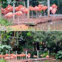 深圳｜野生動物園｜週末好去處