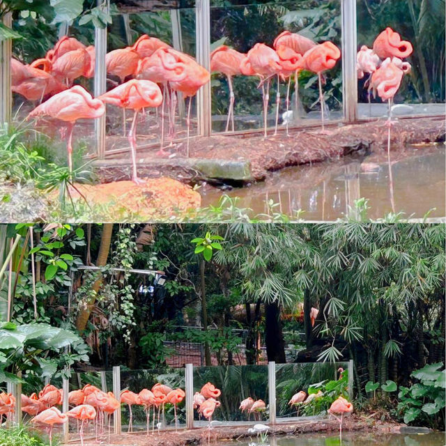 深圳｜野生動物園｜週末好去處