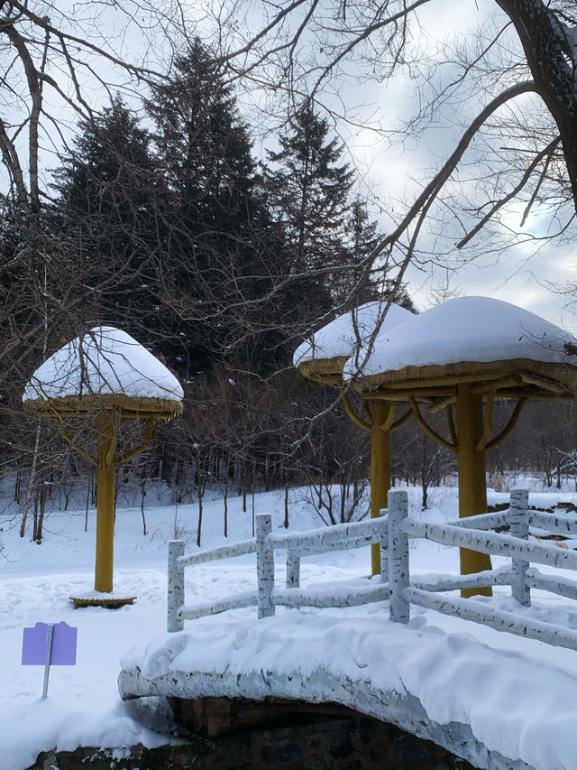 還在找雪鄉／伊春的平替？來看看這個驚喜吧！