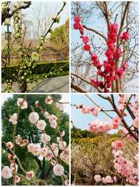 上海，仲去世紀公園？莘莊梅園靚到暈！
