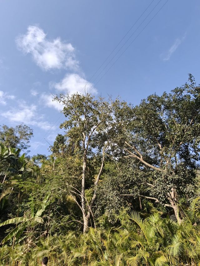 澳洲10日深度遊 探秘森林奇境