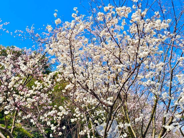 長沙春日櫻語,望月拾夢 長沙春日櫻語,望月拾夢
