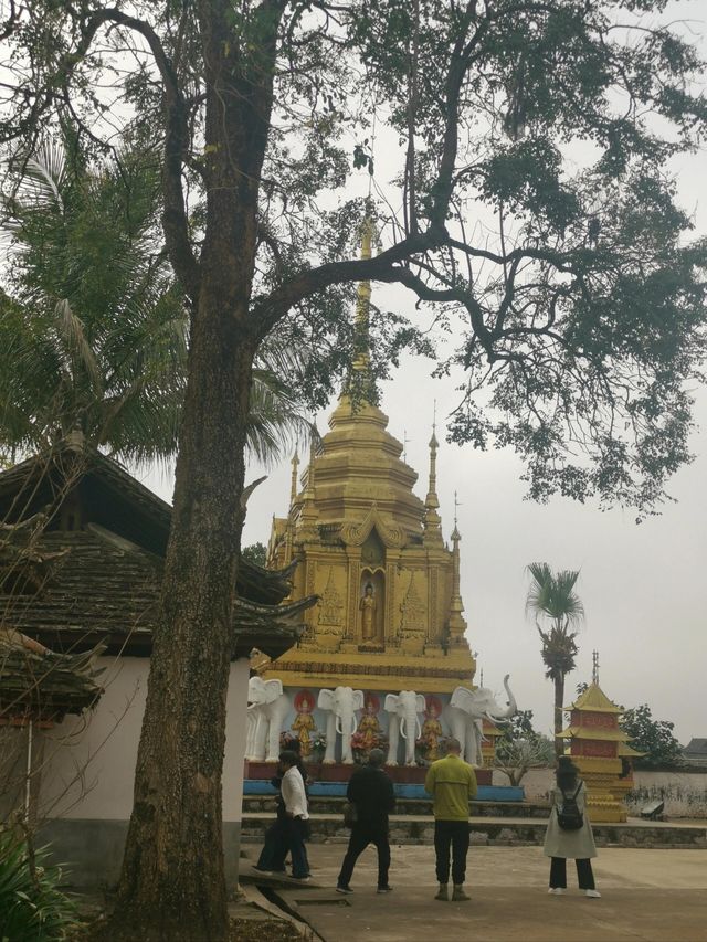 小眾寶藏地孟連，邊境的牛油果之約