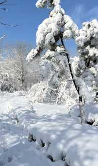 2025年的第一場春雪～美呆啦！