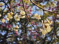 東京早春萬勿錯過：芝公園古梅正當時