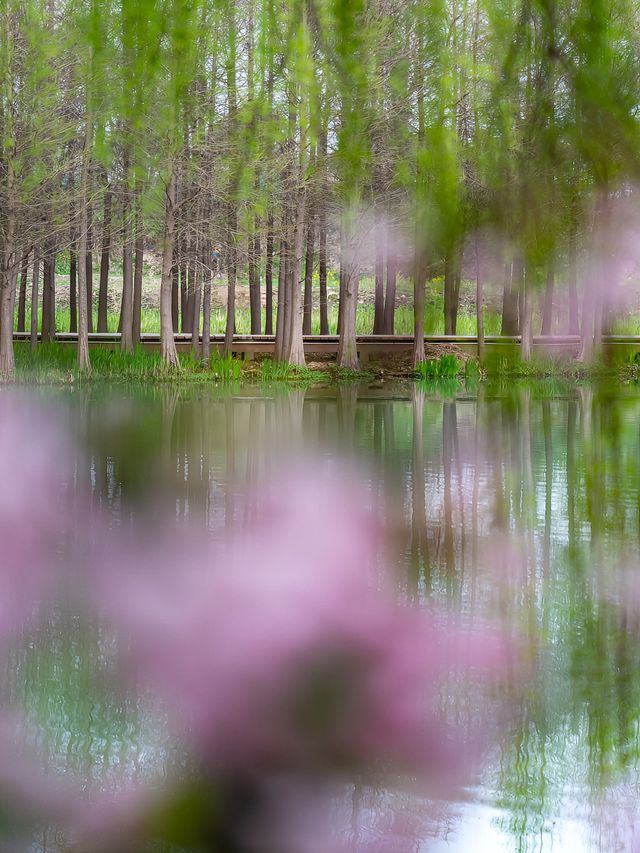 揚州桃花地圖｜古典園林中的春日美景