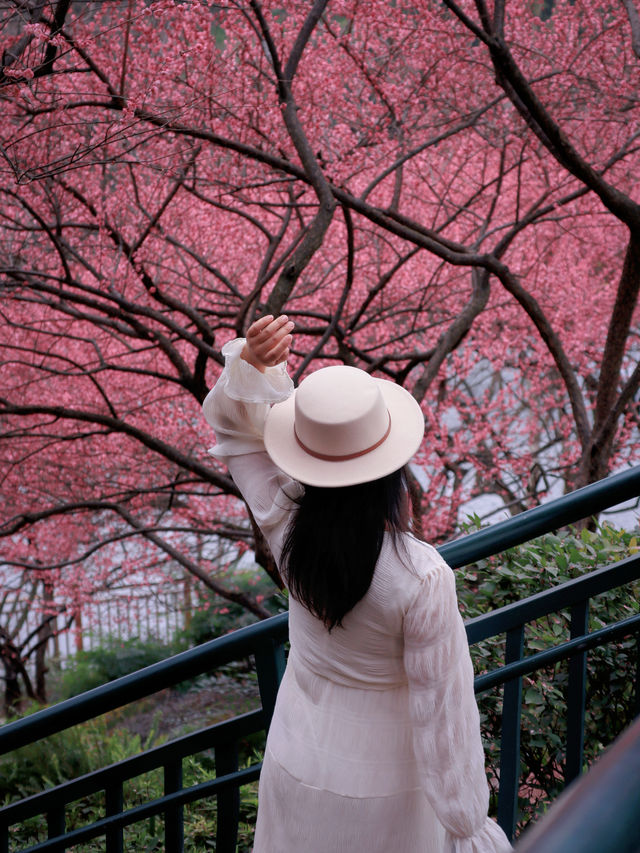 春有約，賞花不誤，這裡的梅花也太美了吧🌸