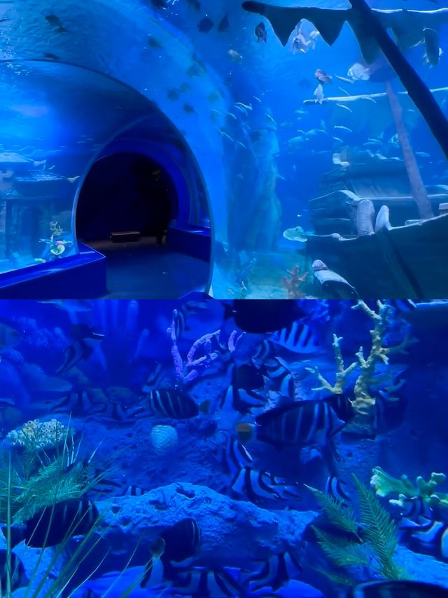 為了這張照片來了一次德州海洋館...