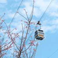 🌸東涌櫻花園 | 春日打卡必去🌸