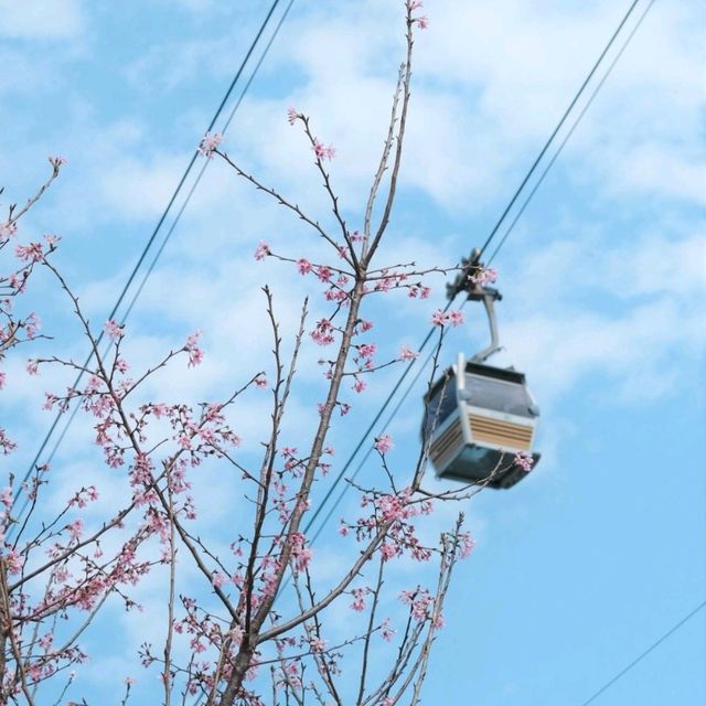 🌸東涌櫻花園 | 春日打卡必去🌸