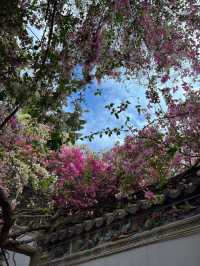 🌸深圳園博園三角梅，絢爛綻放