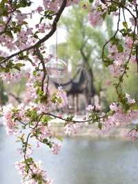 南京這個免費公園才是春日賞花天花板吧！