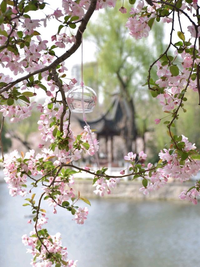 南京這個免費公園才是春日賞花天花板吧！