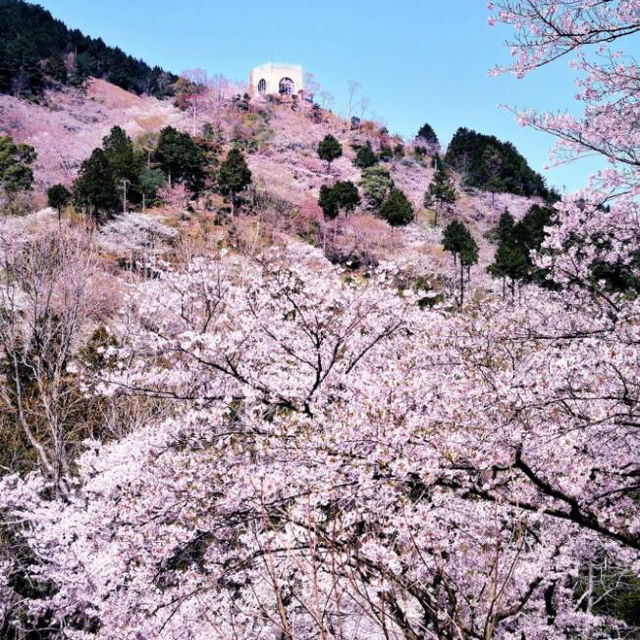 🌸 不做櫻花難民！日本小眾賞櫻攻略來襲