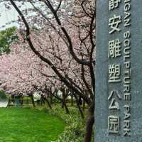 雨中櫻影 | 靜安雕塑公園限定浪漫🌸