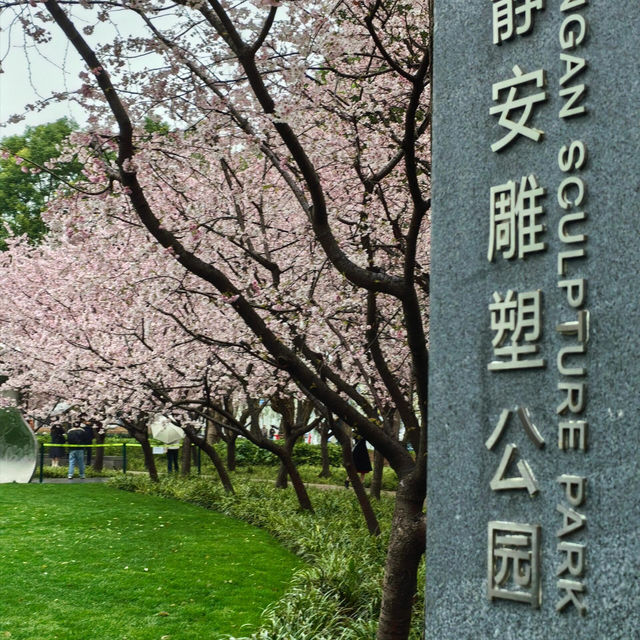 雨中櫻影 | 靜安雕塑公園限定浪漫🌸