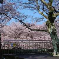 🌸新山公園 𓅹‬𓂃˒