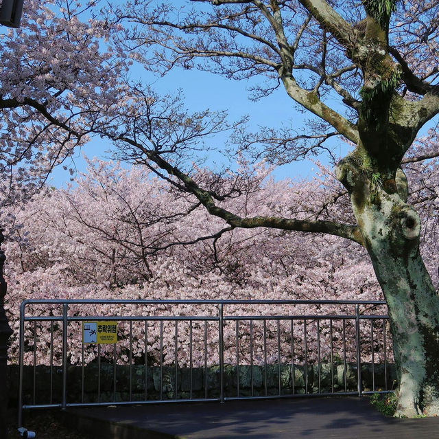 🌸新山公園 𓅹‬𓂃˒