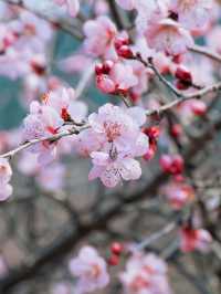 春日限定 | ‌ ‌‌桃花源賞桃花遊玩攻略