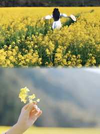 我在武夷上春山｜3月踏青、賞花、品茗全攻略