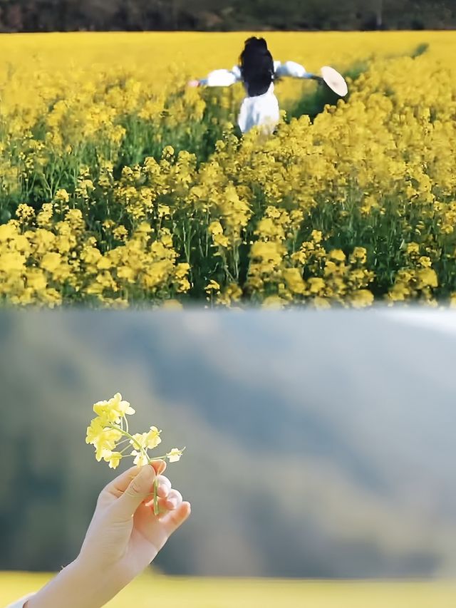 我在武夷上春山｜3月踏青、賞花、品茗全攻略