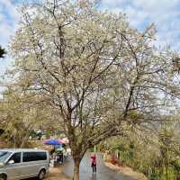 🌸藏在雲林古坑的春日浪漫密境！青山坪咖啡農場