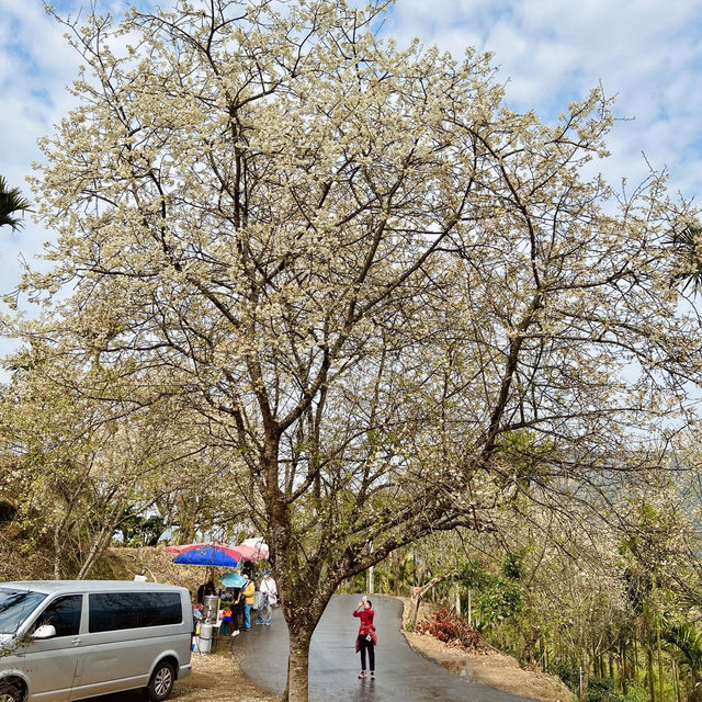 🌸藏在雲林古坑的春日浪漫密境！青山坪咖啡農場