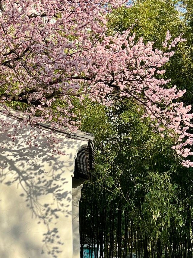 3.23實況｜藏在北京三環裡的小江南花開啦
