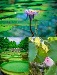 日本草津市立水生植物園 | 水之森的夢幻之旅