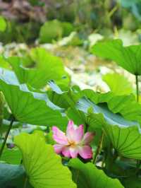 吉林市賞荷花·江濱公園賞荷攻略