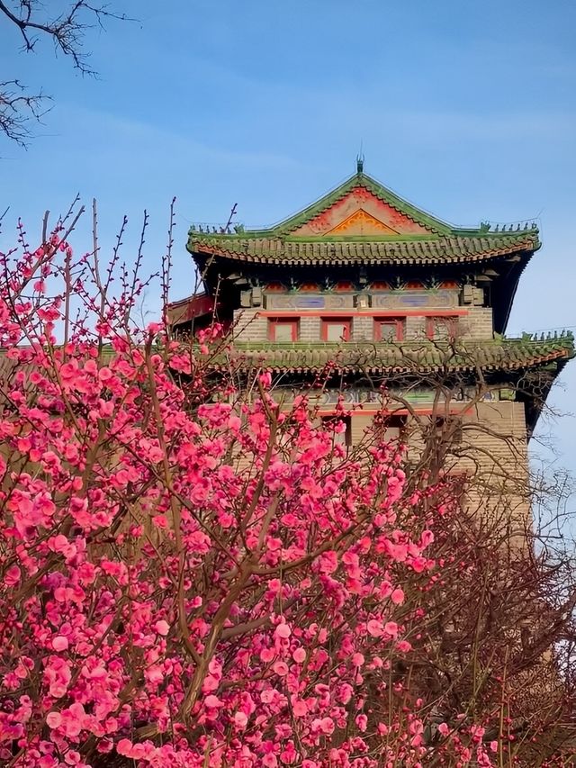 北京明城牆梅花林盛放（附攻略）