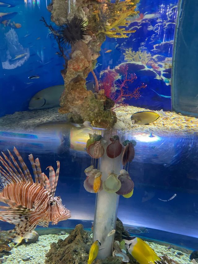 首次遊玩必讀！上海海昌海洋公園10大「避坑」指南 