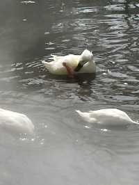 別擠雞鳴寺了，這裡才是南京賞櫻天花板！