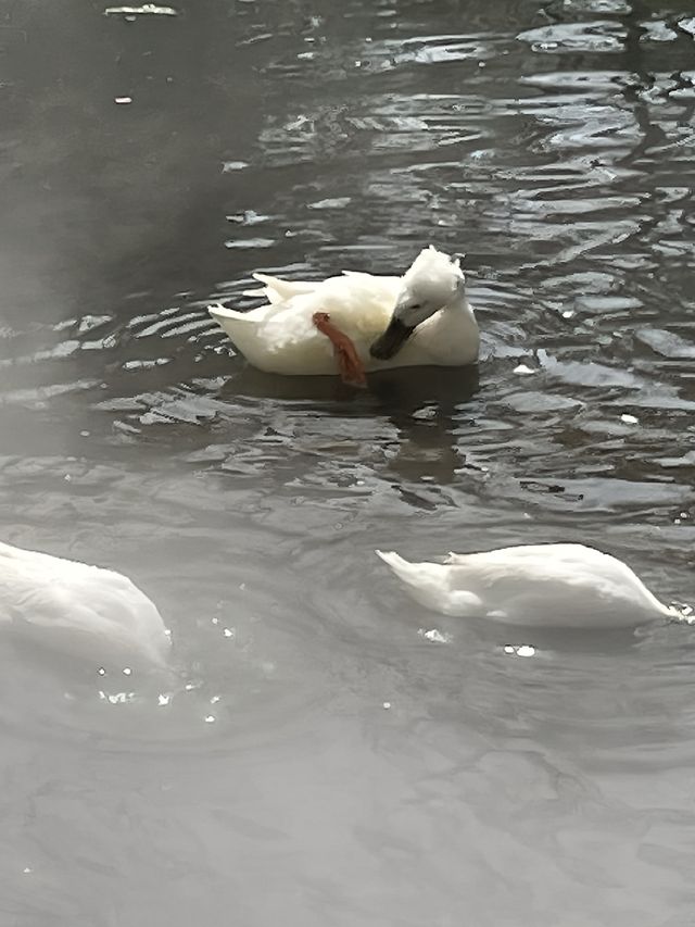 別擠雞鳴寺了，這裡才是南京賞櫻天花板！