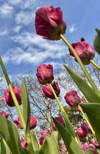 閘北公園更值得去拍春花的三大理由