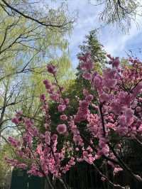 北京免費郊遊賞春公園～